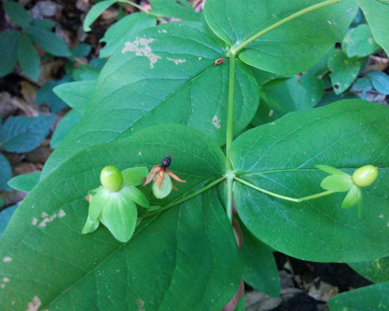 Hypericum androsaemum / Erba di S.Giovanni arbustiva